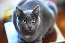 Raça de Gato Azul Russo - Sabicão
