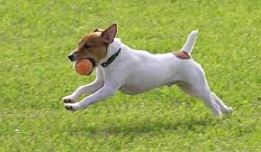 Galgo Inglês - Raças de Cães | Informações sobre Cães da Raça Galgo Inglês | Hills Pet