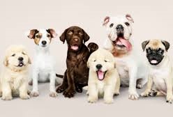 Homepage - Portal do Dog - Para quem ama cachorros!