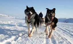Wintergreen Dogsled Lodge - Dog Sledding Vacations