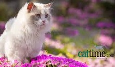 CatTime - The place for all things feline