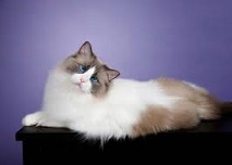 Raças de gatos: as 10 raças mais procuradas no Brasil - Veterinária Pet Pillow
