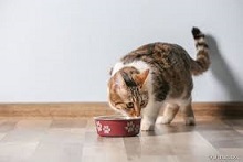 Alimento para gatos, nutrição e cuidado - Royal Canin