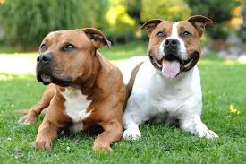 Raças de cachorro: guia completo das raças | DogHero