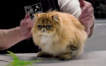 CFA International Cat Show