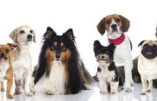 O Petshop Online Mais Amado do Brasil | Royal Pets