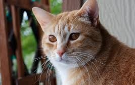 Os Gatos - Variedades sobre os gatos, nossos felinos mais próximos. Gato, gatos e fatos.