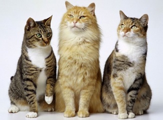 Conheça as raças de gato mais comuns no mundo! | DogHero