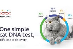 Cat DNA Test by Basepaws | Your Cats Breed, Health & Traits