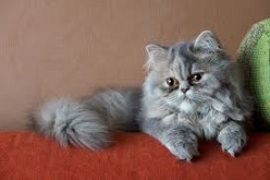 EMPIRE PERSIAN KITTENS