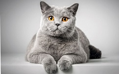 Conheça agora o gato Inglês de Pelo Curto (British Shorthair)